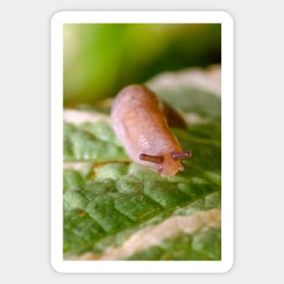 Cute Little Friendly Slug Nature Photograph Sticker